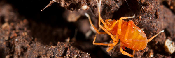 Bone Cave Harvestman 